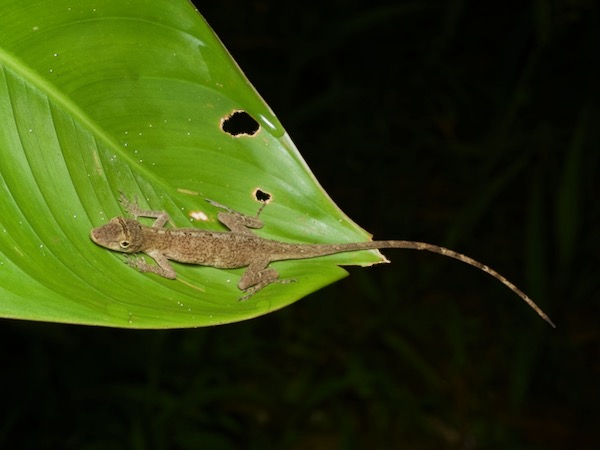 Brown-eared Anole (Anolis fuscoauratus)