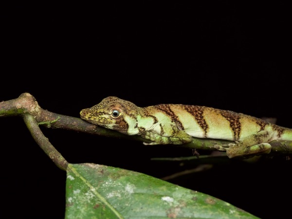 Banded Tree Anole (Anolis transversalis)