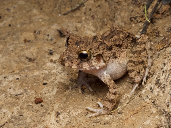 Common Big-headed Rain Frog (Oreobates quixensis)