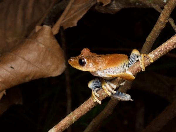 Convict Treefrog (Boana calcarata)