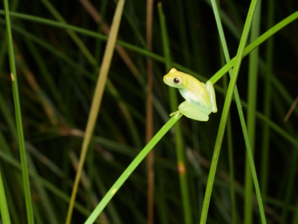 Polkadot Treefrog (Boana punctata)