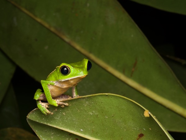 White-lined Monkey Frog (Phyllomedusa vaillantii)