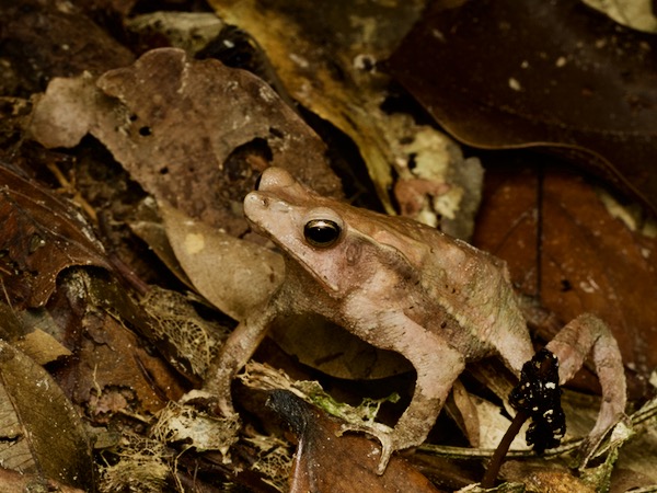 Crested Forest Toad (Rhinella "margaritifera")