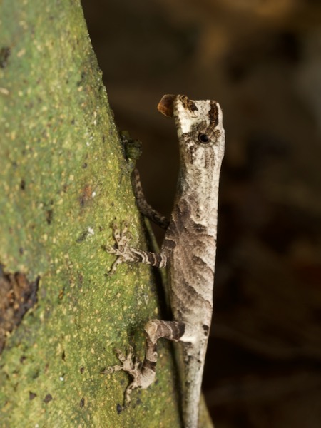 Blue-lipped Forest Anole (Anolis bombiceps)