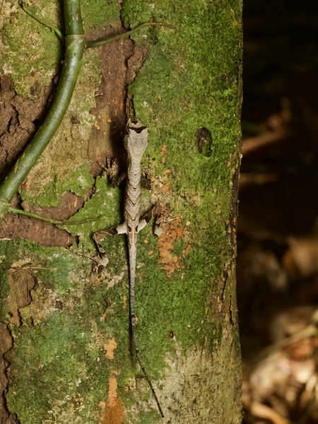 Blue-lipped Forest Anole (Anolis bombiceps)