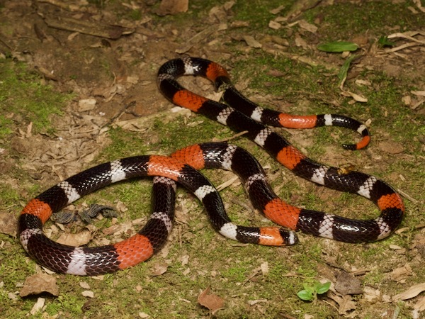 Western Ribbon Coral Snake (Micrurus lemniscatus helleri)