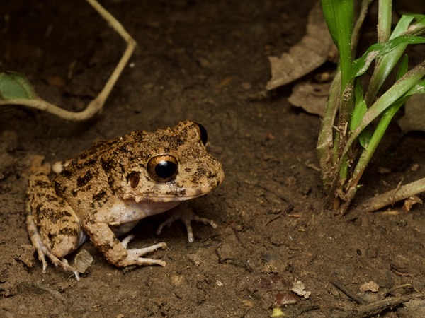 Common Big-headed Rain Frog (Oreobates quixensis)