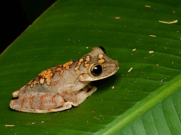 Mocking Bromeliad Treefrog (Osteocephalus deridens)