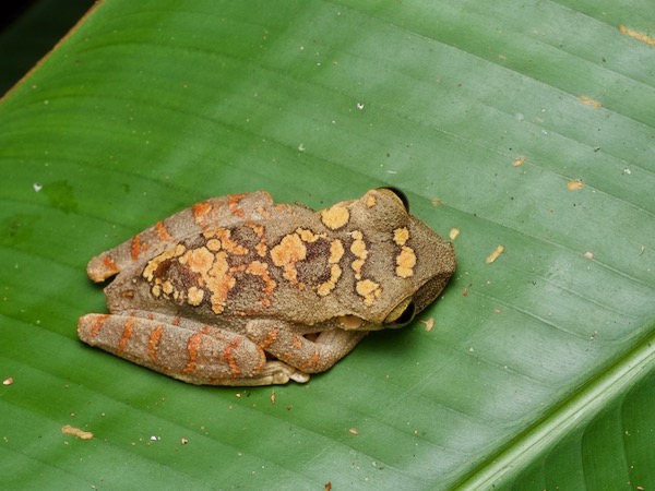 Mocking Bromeliad Treefrog (Osteocephalus deridens)