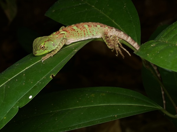 Amazon Forest Dragon (Enyalioides laticeps)