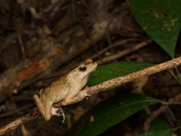 Crested Forest Toad (Rhinella "margaritifera")