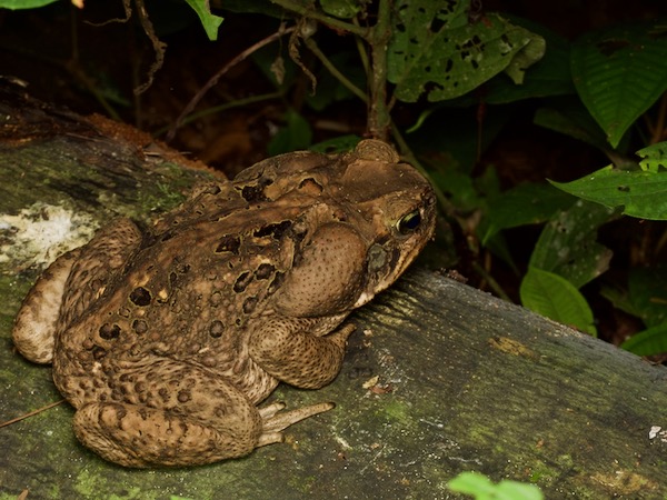 Cane Toad (Rhinella marina)