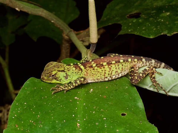 Amazon Forest Dragon (Enyalioides laticeps)