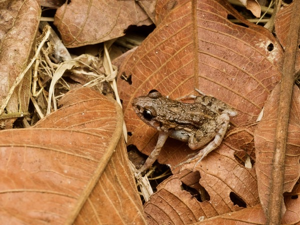 Forest Chirping Frog (Adenomera hylaedactyla)