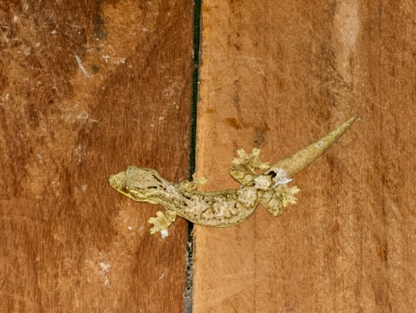 Southern Turnip-tailed Gecko (Thecadactylus solimoensis)