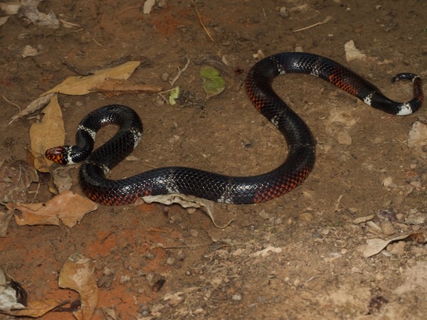 Aquatic Coral Snake (Micrurus surinamensis surinamensis)