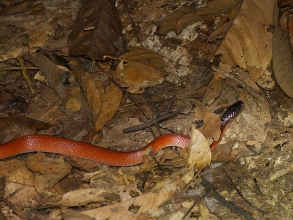 Crowned False Boa (Pseudoboa coronata)