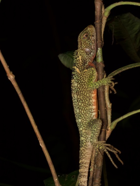 Amazon Forest Dragon (Enyalioides laticeps)