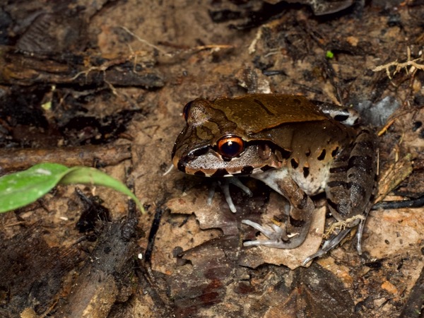 Smokey Jungle Frog (Leptodactylus pentadactylus)