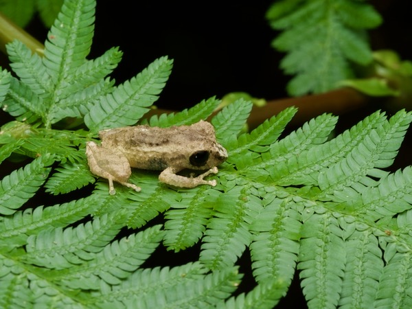 unidentified species (Pristimantis sp 2)