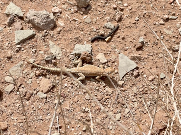 Plateau Side-blotched Lizard (Uta stansburiana uniformis)