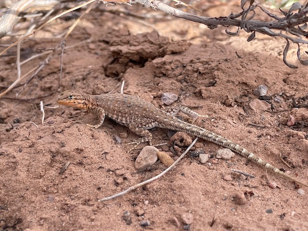 Plateau Side-blotched Lizard (Uta stansburiana uniformis)