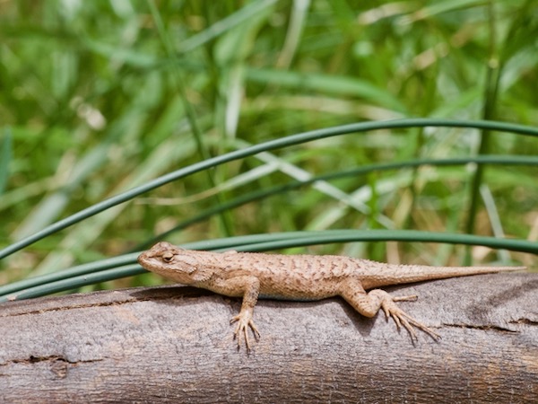 Plateau Lizard (Sceloporus tristichus)