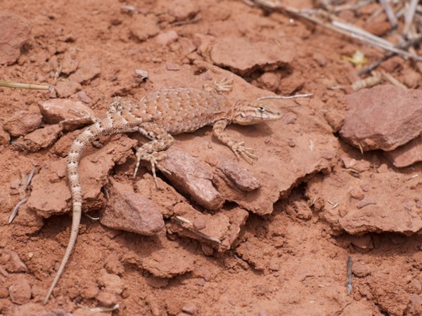 Plateau Side-blotched Lizard (Uta stansburiana uniformis)