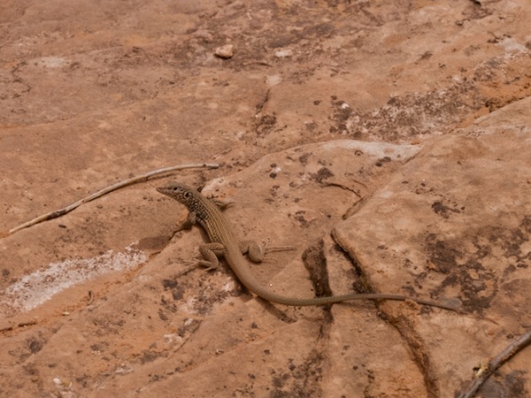 Plateau Tiger Whiptail (Aspidoscelis tigris septentrionalis)