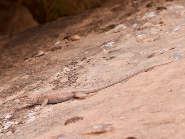 Plateau Lizard (Sceloporus tristichus)