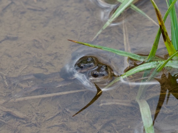 Boreal Chorus Frog (Pseudacris maculata)