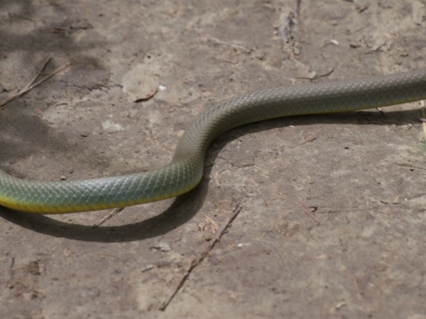 Eastern Yellow-bellied Racer (Coluber constrictor flaviventris)