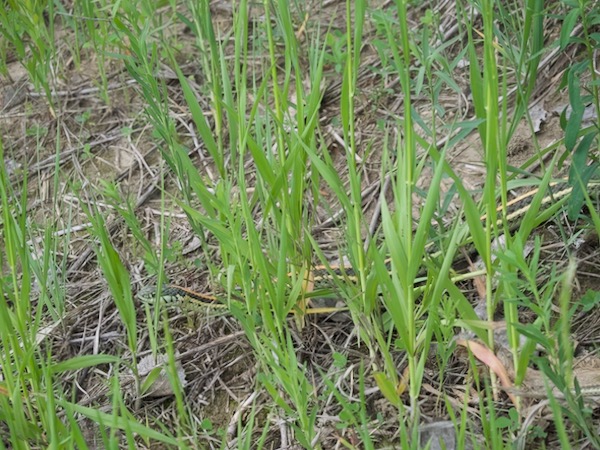 Plains Gartersnake (Thamnophis radix)