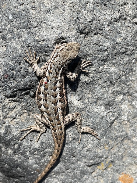 Northern Sagebrush Lizard (Sceloporus graciosus graciosus)