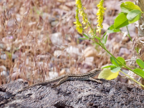 Northern Sagebrush Lizard (Sceloporus graciosus graciosus)