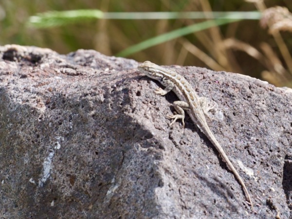 Northern Sagebrush Lizard (Sceloporus graciosus graciosus)