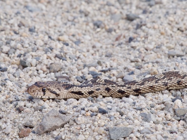 Great Basin Gopher Snake (Pituophis catenifer deserticola)