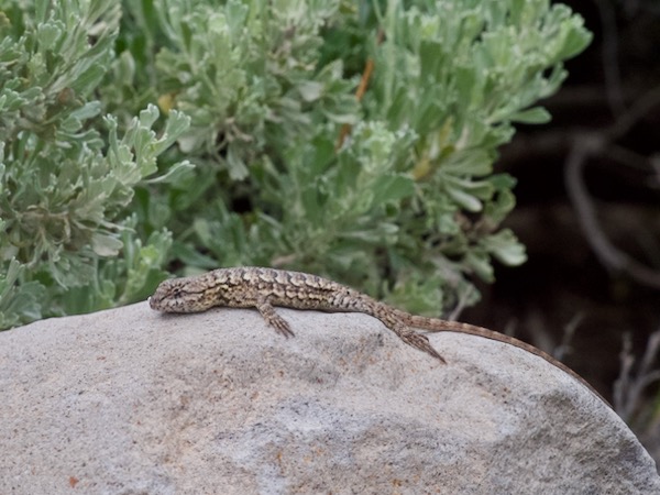 Great Basin Fence Lizard (Sceloporus occidentalis longipes)