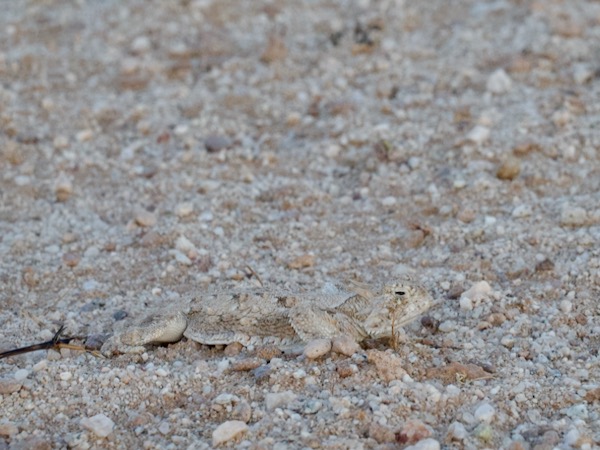 Goode’s Horned Lizard (Phrynosoma goodei)