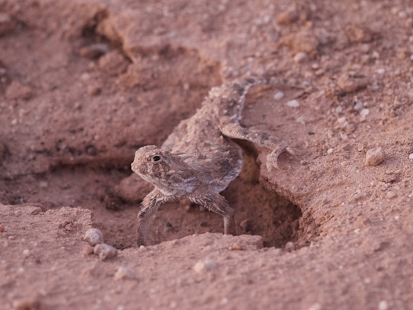 Goode’s Horned Lizard (Phrynosoma goodei)