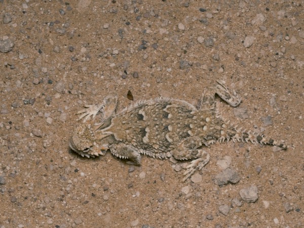 Goode’s Horned Lizard (Phrynosoma goodei)