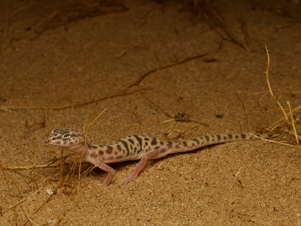 Desert Banded Gecko (Coleonyx variegatus variegatus)