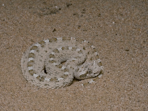 Colorado Desert Sidewinder (Crotalus cerastes laterorepens)