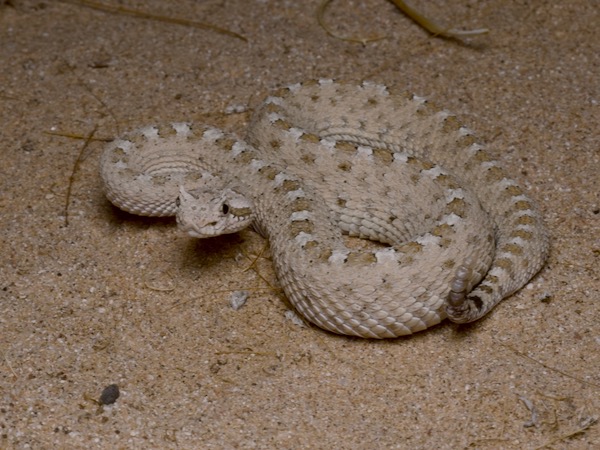 Colorado Desert Sidewinder (Crotalus cerastes laterorepens)