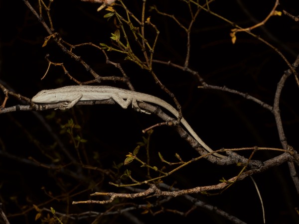 Western Long-tailed Brush Lizard (Urosaurus graciosus graciosus)