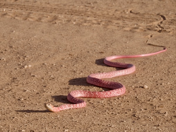 Red Racer (Masticophis flagellum piceus)