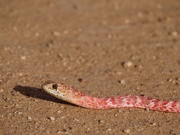 Red Racer (Masticophis flagellum piceus)