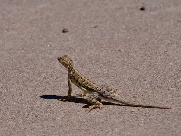 Sonoran Earless Lizard (Holbrookia elegans thermophila)