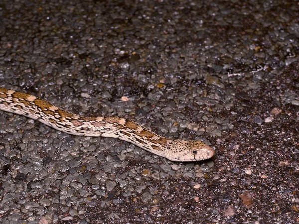 Sonoran Gopher Snake (Pituophis catenifer affinis)