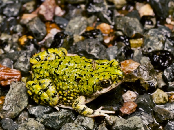 Western Green Toad (Anaxyrus debilis insidior)